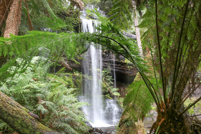 Rundreise Tasmanien Mount Field Nationalpark