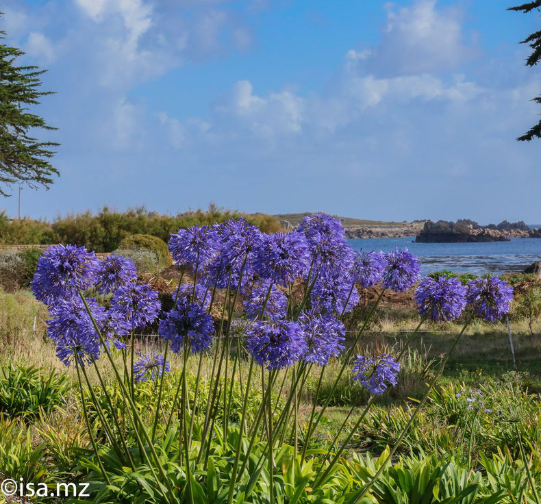 Les Agapanthes 