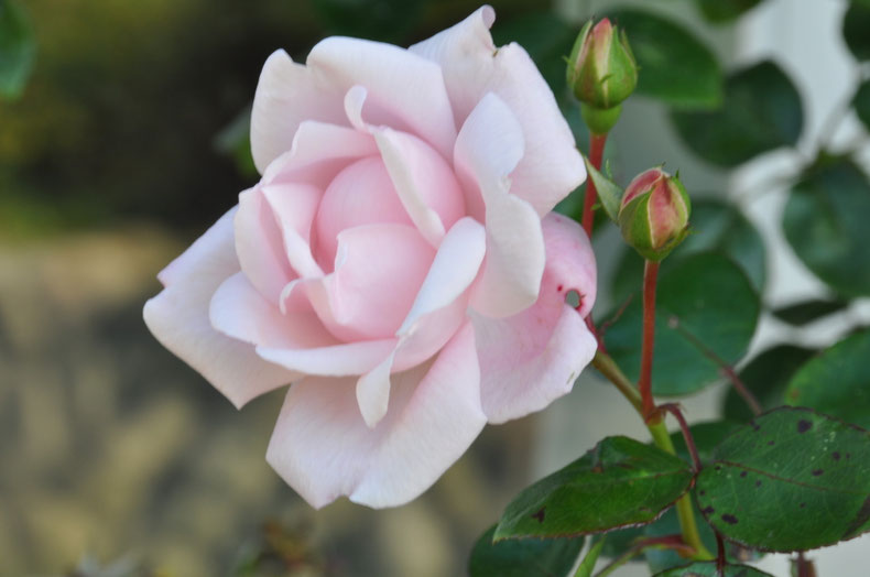 Wunderschöne Rosen und alte Obstbäume gibt es in dem großen Bauerngarten des Feringhüs.