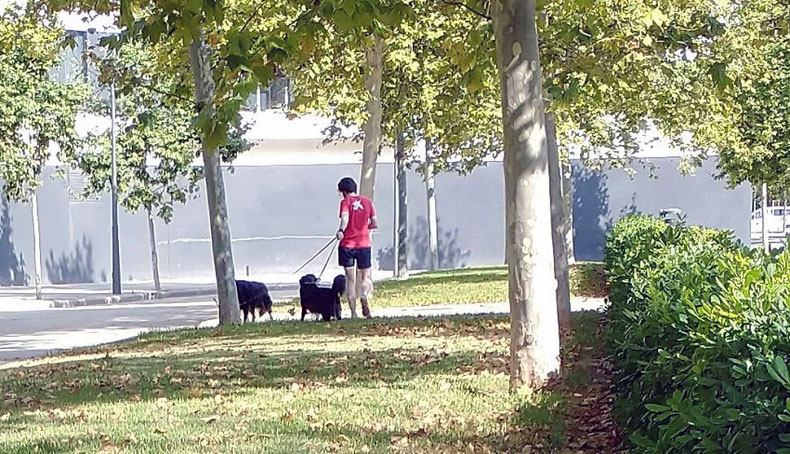 Perros en parques y jardines de València sin correa sueltos y sin bozal, heces sin recoger, suciedad y peligro para la salud.