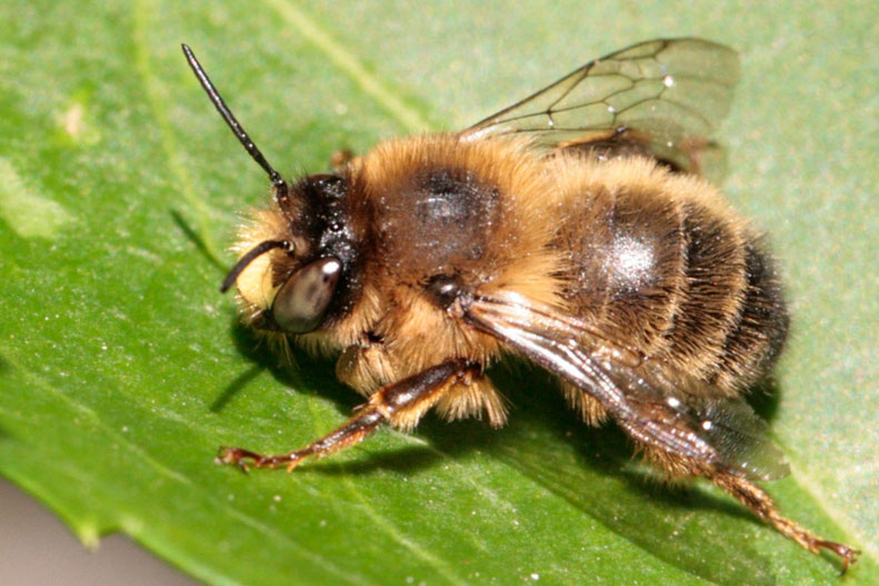 Die Wald-Pelzbiene (Anthophora furcata) ist eine Wildbienen-Art, die ihre Nester in Baumstrünken anlegt. Das Bild zeigt ein Männchen.