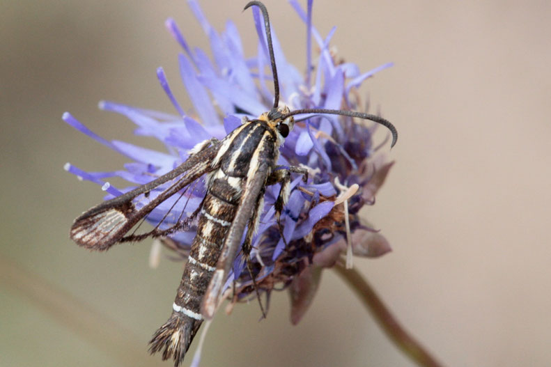 Grasnelken-Glasflügler (Pyropteron muscaeformis) sind Schmetterlinge aus der Familie der Glasflügler (Sesiidae).