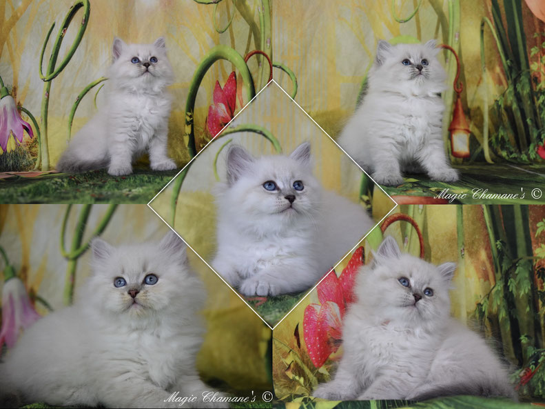chaton Sibérien