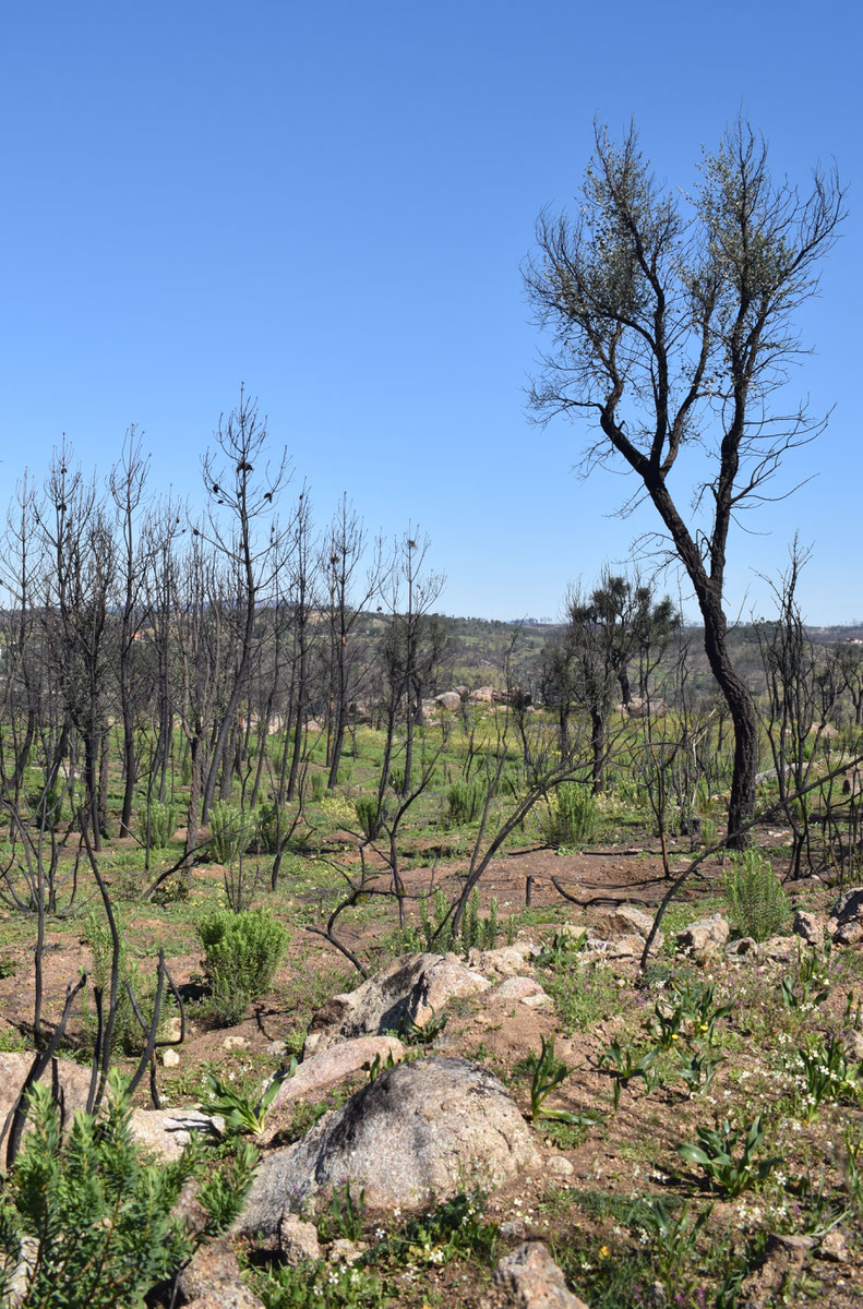 fire damage in Portugal, Gavião and Belver