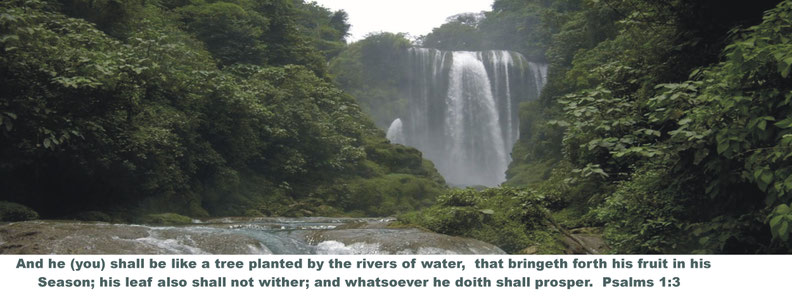 And he (you) shall be like a tree planted by the rivers of water, that bringeth forth his fruit in his session;   