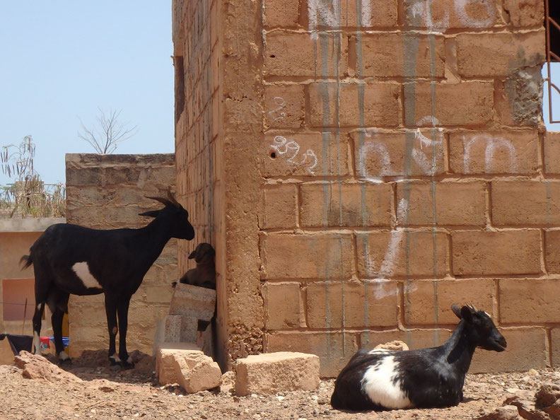Goats in Toubab Dialaw