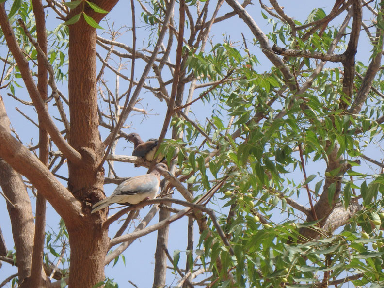 Bird watching Mar Lodj