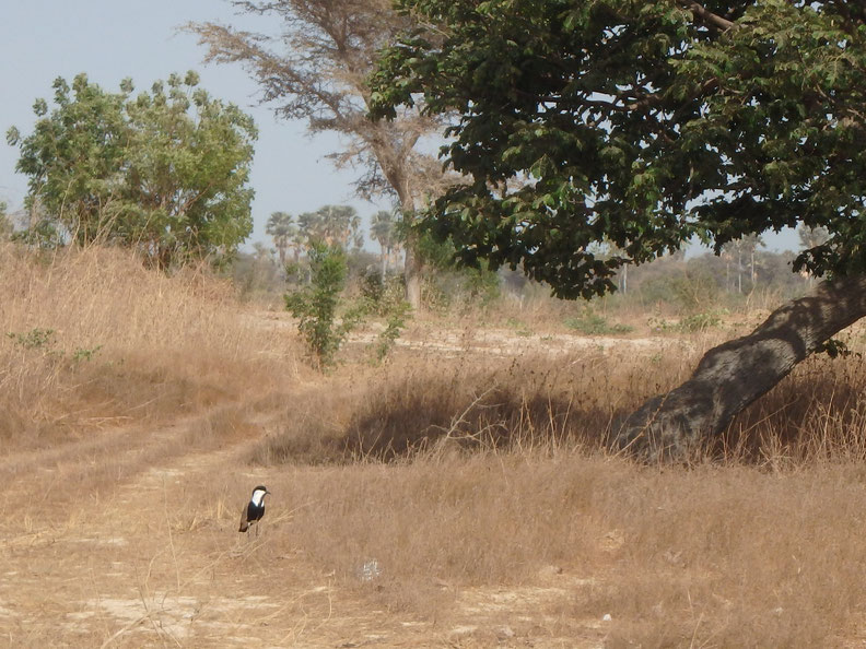 Spur Winged Lapwing, bird, Mar Lodj, Sine Saloum delta, Senegal