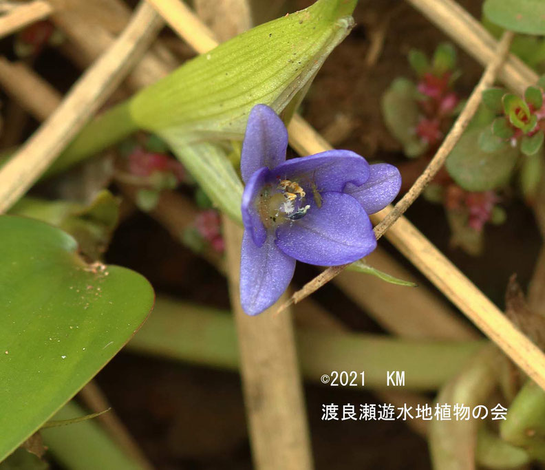 渡良瀬遊水地に生育していているコナギの画像その３