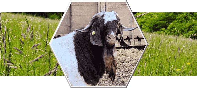 ziegenbock-zuchtbock-top-genetik-burenziege-rasse-heimat-aus-afrika-seit2016-eggersdorf-b-graz-steiermark