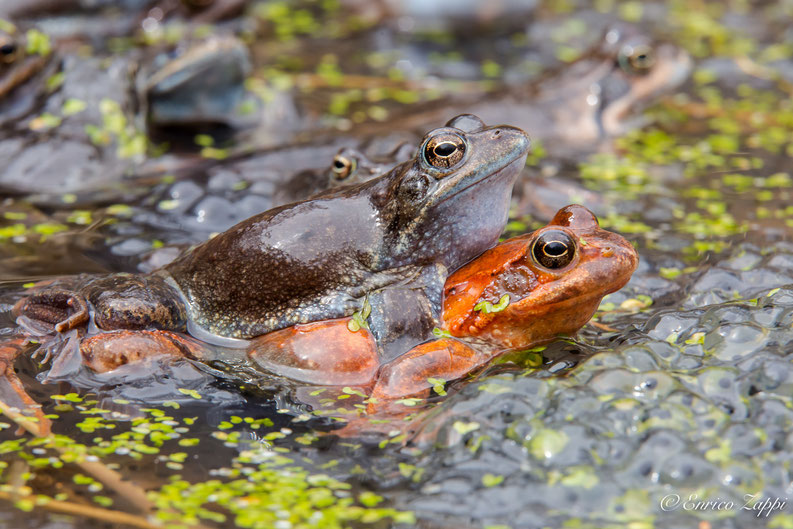 Rana Temporaria in accoppiamento