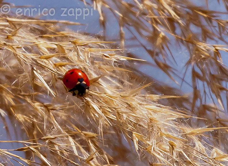 La coccinella oltre che portare fortuna è messaggera d'amore.....il cuoricino nero nell'apice delle elitre ne è la riprova!!!!!!