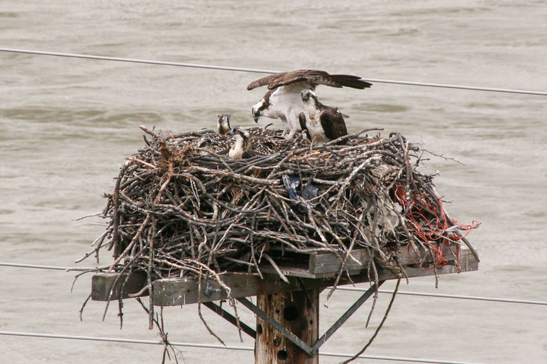 Das Fischadler-Paar (Osprey) in Lytton am Fraser-River hat drei Junge im Nest.