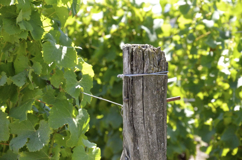 Sauternes vineyard