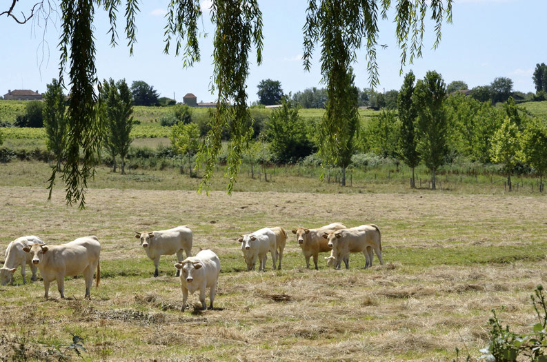 Sauternes countryside