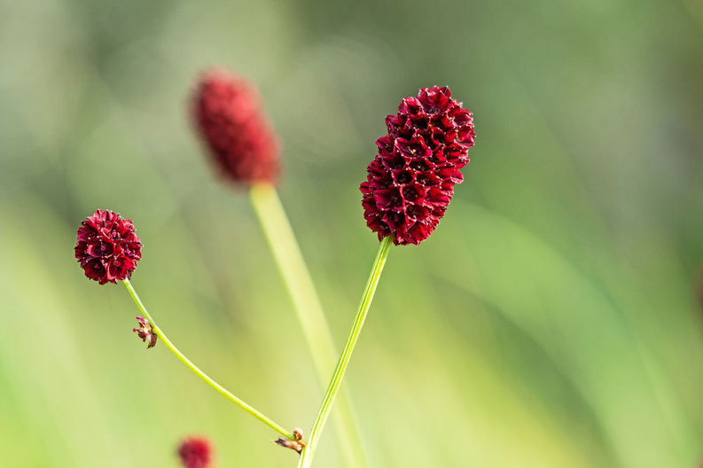 Sanguisorba_officinalis; Foto von Biberrevierbetreuer Hermann Timman