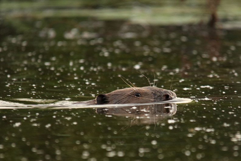 Biber in der Gose-Elbe, (Quelle: W. Krahn)