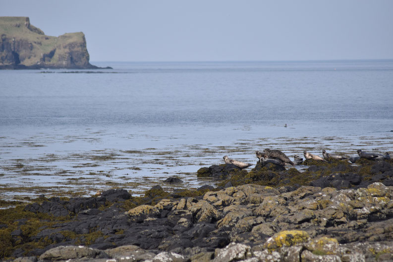 seals, Isle of Muck