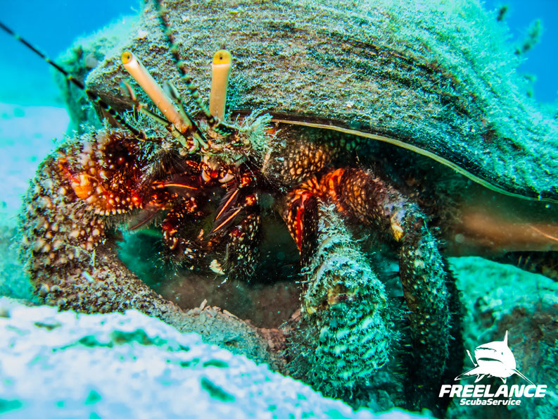 Exploring Playa del Carmen's Hidden Dive Gems with Freelance Scuba Service