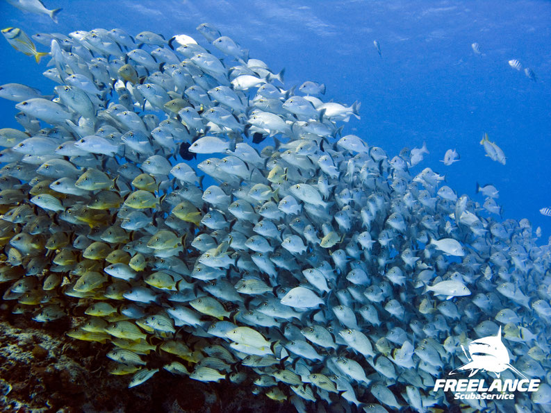 What Do You Love About Diving in Playa del Carmen and Cozumel?