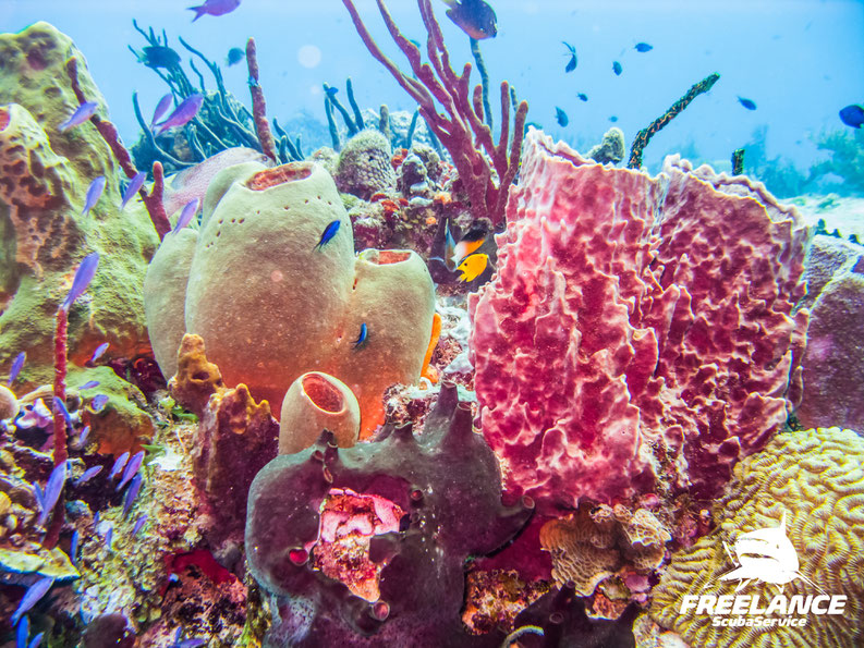 Playa del Carmen and Cozumel are paradises for scuba divers