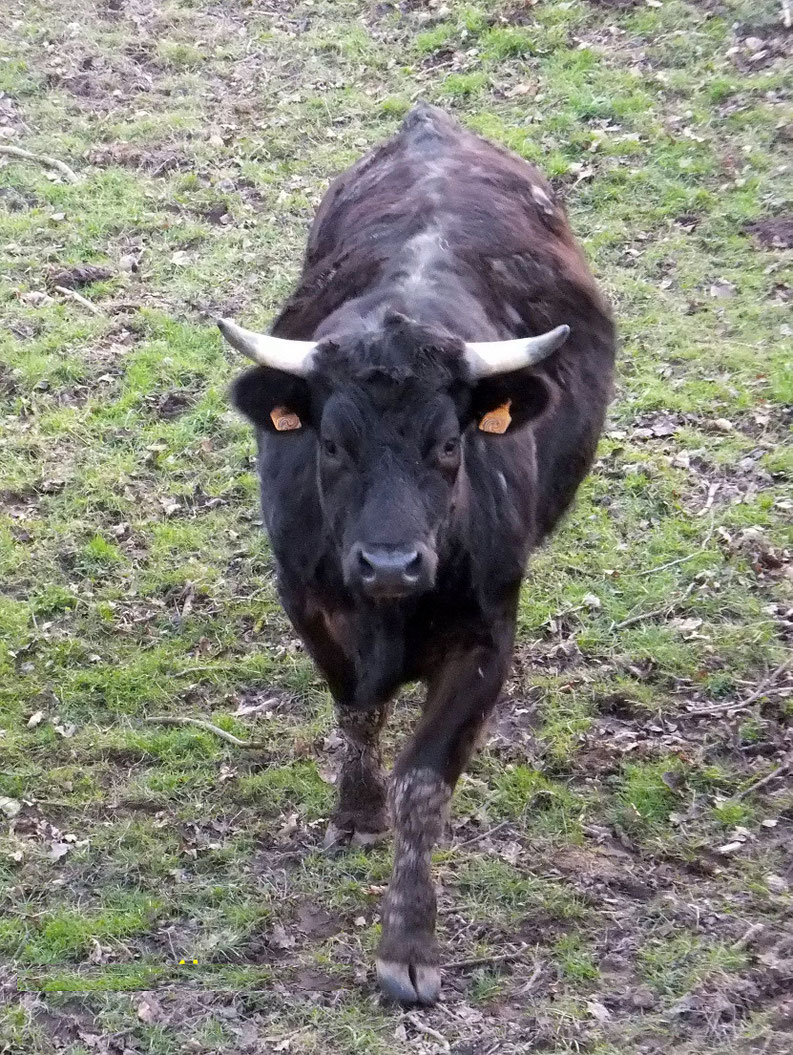 Essaie donc de prendre le taureau par les cornes ! 