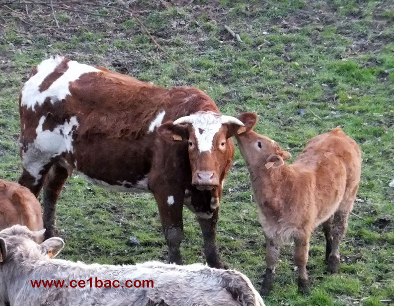  Maman, j’aimerais bien écrire une histoire de chevaux… je peux aller le voir ?