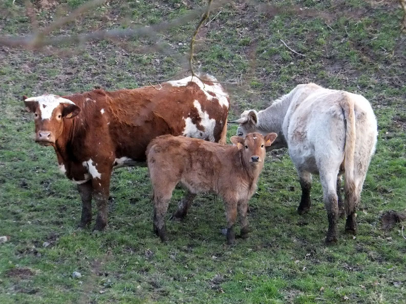 Je sais ! Il nous prend en photo pour écrire une histoire de vaches.