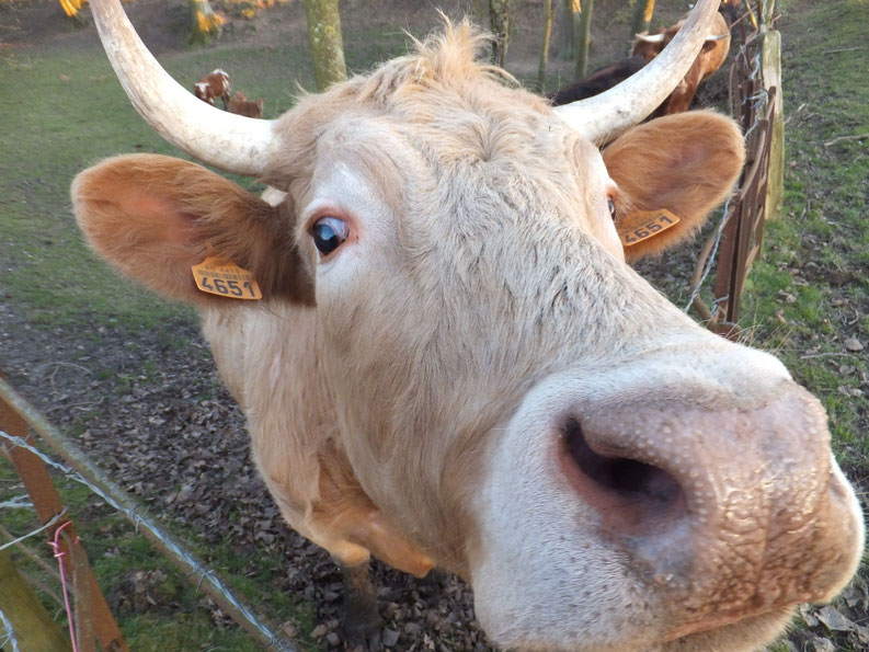 Bonjour ! On se fait la bise ? 