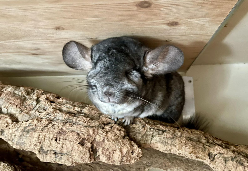 Chinchilla mit herausoperierten Augen