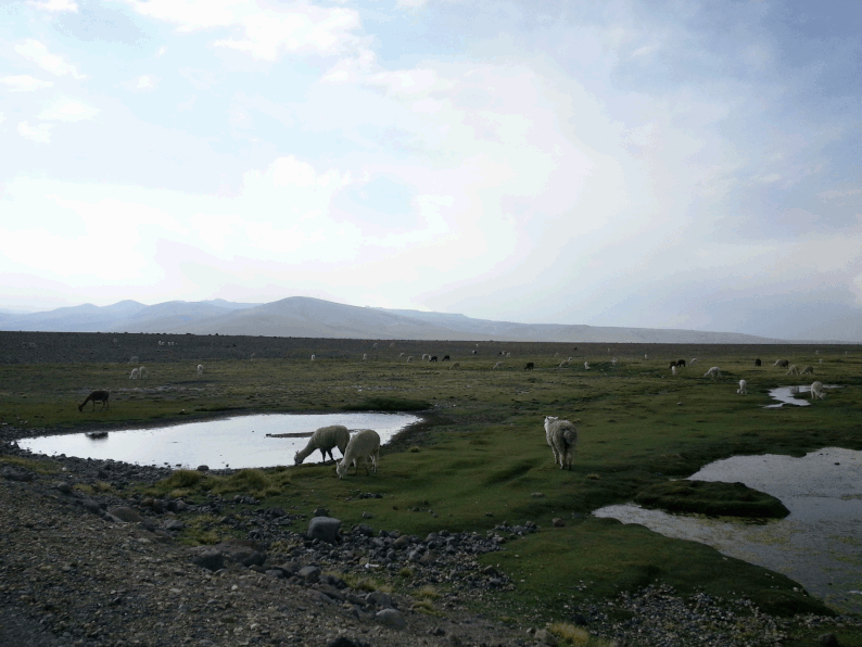 Peru and Bolivia in 3 weeks - Trekking Cañon del Colca