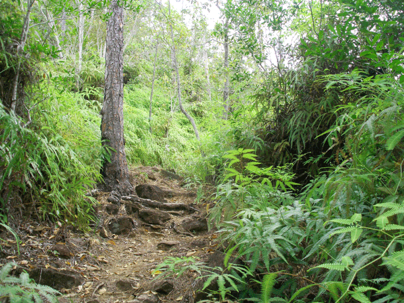 Belize - Cockscomb Basin Wildlife Sanctuary