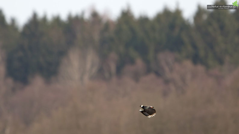 Ein Kiebitz überfliegt die Wiesen