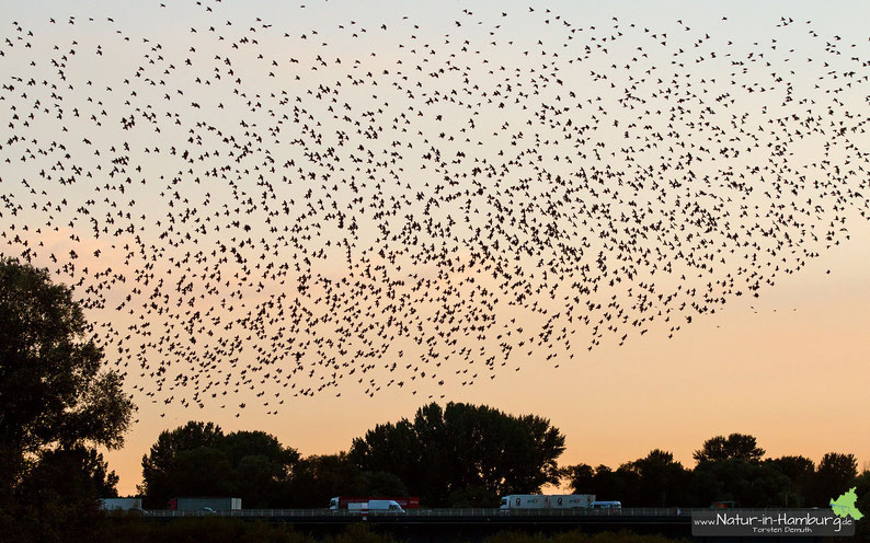 Stare beim abendlichen Einflug in den Schilfgürtel am Heuckenlock, alleine auf diesem Foto sind etwa 3000 Vögel abgebildet