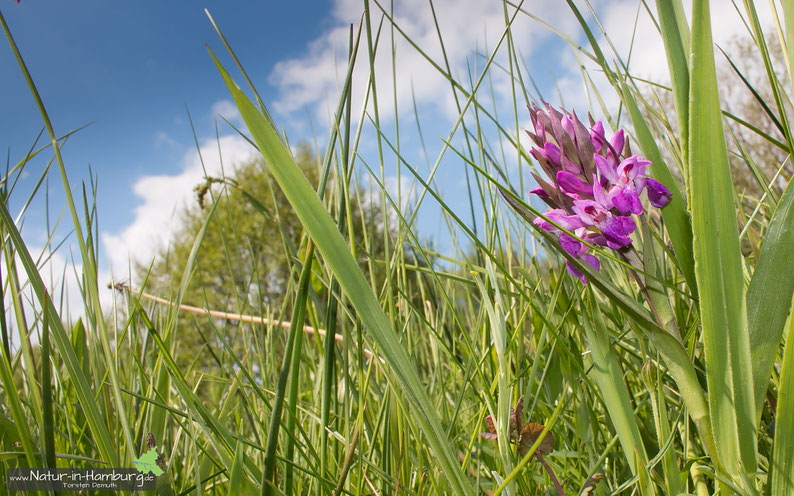 Orchideen sind in Hamburg selten geworden, hier das Breitblättrige Knabenkraut im Moorgürtel (Neugraben-Fischbek)