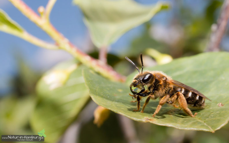 Bei sommerlichen Temperaturen ist die Flüssigkeitsaufnahme enorm wichtig, hier bei einer Hosenbiene (Neugraben-Fischbek)