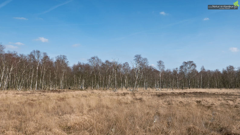 Landschaftsimpression aus dem Duvenstedter Brook