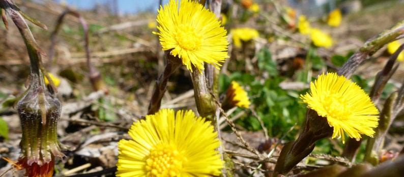 Kräutersalz, Kräutertee, krautfotografie.com, Kraut+Fotografie, Kräuter, krautblog.com, Freude, Frühling, Lebensmittel, regional, saisonal, biologisch