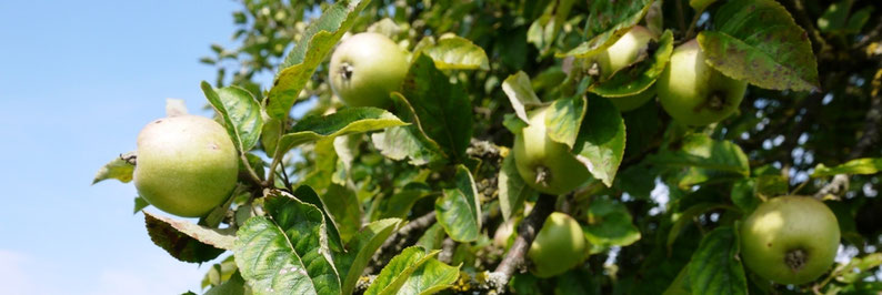 Ernte, Obstbörse, Regionalität, Saisonalität, biologisch, Äpfel, Zwetschgen, Kürbis, Zucchini, supportyourlocalfarmer, unverpackt, reducefoodwaste, Lebenmittelabfälle, Lebensmittel, Zero Waste, krautblog, krautfotografie, Kraut + Fotografie - natürlich Je