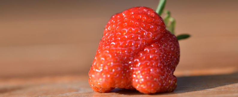 Erdbeeren, Erdbeere, Erdbeertiramisu, krautfotografie.com, krautfotografie.at, krautblog, Blog, Gartenblog, Kräuterblog, Nachhaltigkeit, Lebensmittel, Landwirtschaft, Zero Waste, Achtsamkeit, Andrea Blum, Fotografie, Texte, Konzepte, Natur, Kräuter
