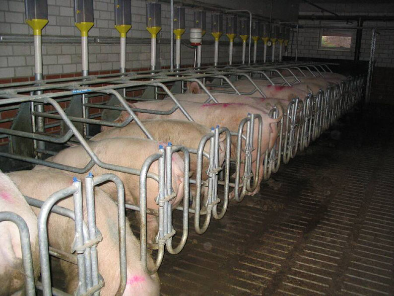 gruende-vegan-leben-umwelt