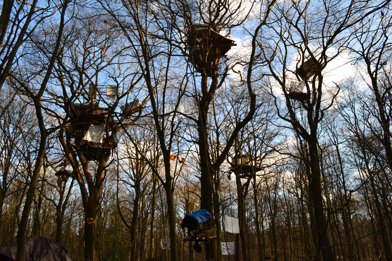 hambacher-forst-wald-aktuell-heute
