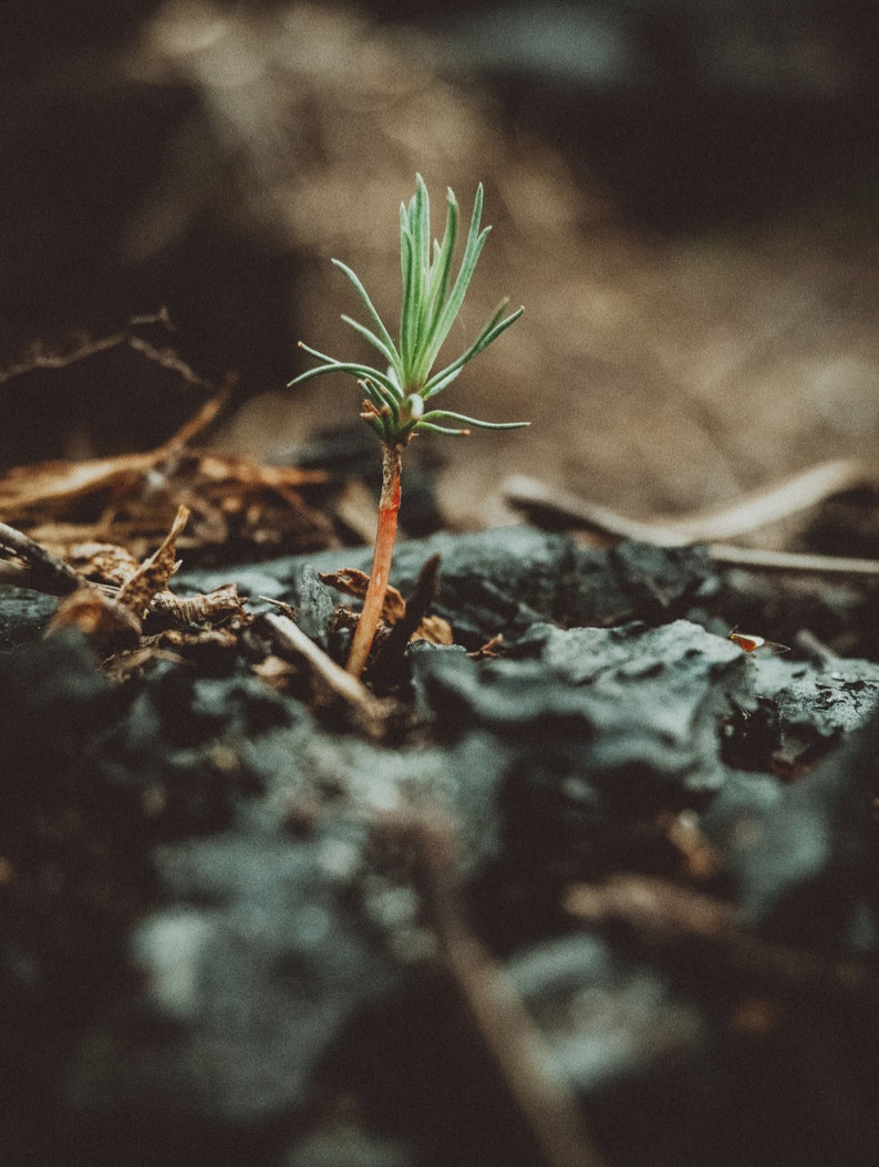 Photo de Pauline CLERGET repousse de la forêt après les incendies de 2022 à La Teste De Buch
