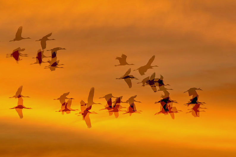Photo de Jacques GILLON issues de la série: Oiseaux du Bassin. Ici grues cendrées au couchant au Pyla