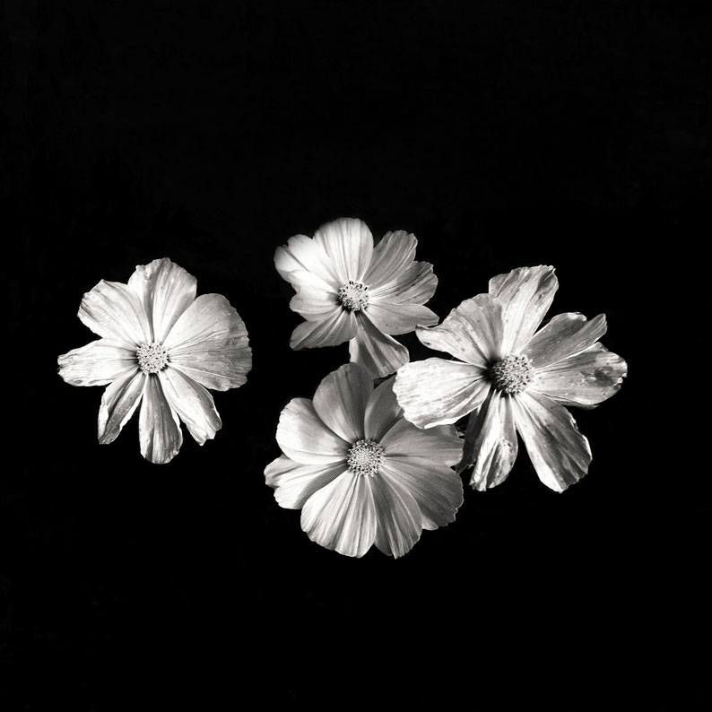 Photo de Catherine Valentini série fleurs de rivages