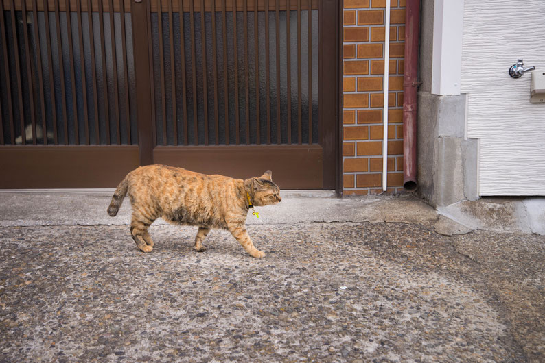 2018年3月18日（日曜日）谷中で見かけた猫　泰然としていました。