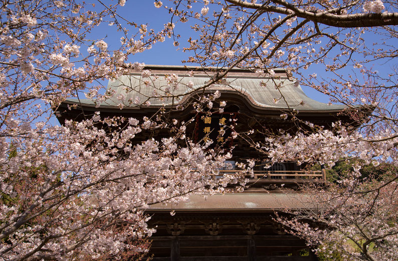 2018年3月25日（日曜日）　前日東京でソメイヨシノの満開が発表されたので鎌倉へ花見へ。建長寺の桜