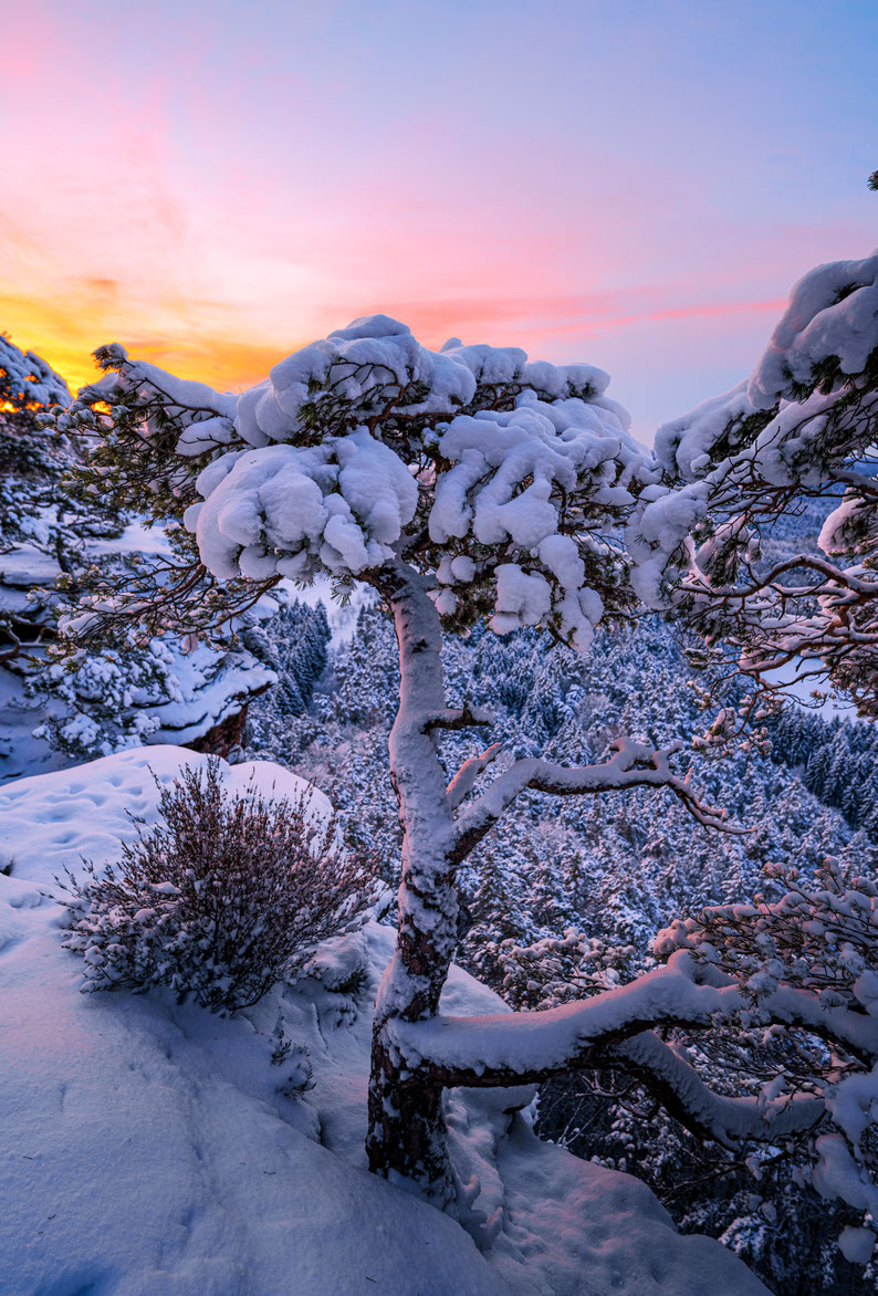 Pfalz Pfälzerwald Winter Felsen Schnee 