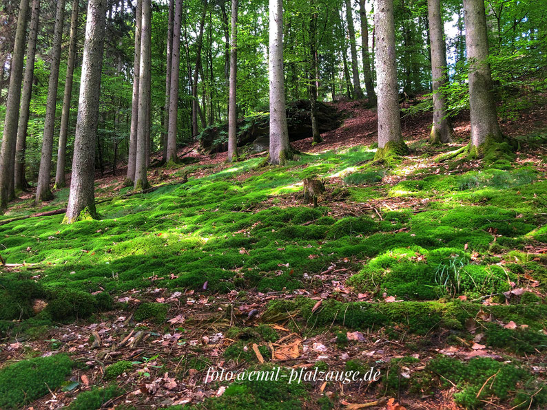 Wandern im Pfälerwald