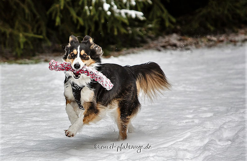 Die Hundedame Alice vor der Kamera 